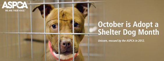 ASPCA October Adopt a Shelter Dog