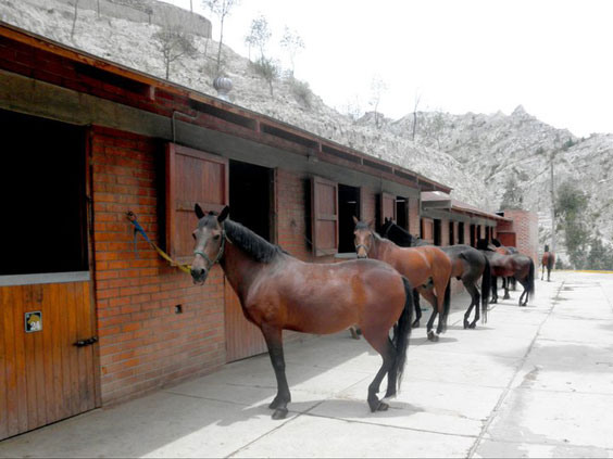 Club Hipico Los Sargentos schooling horses
